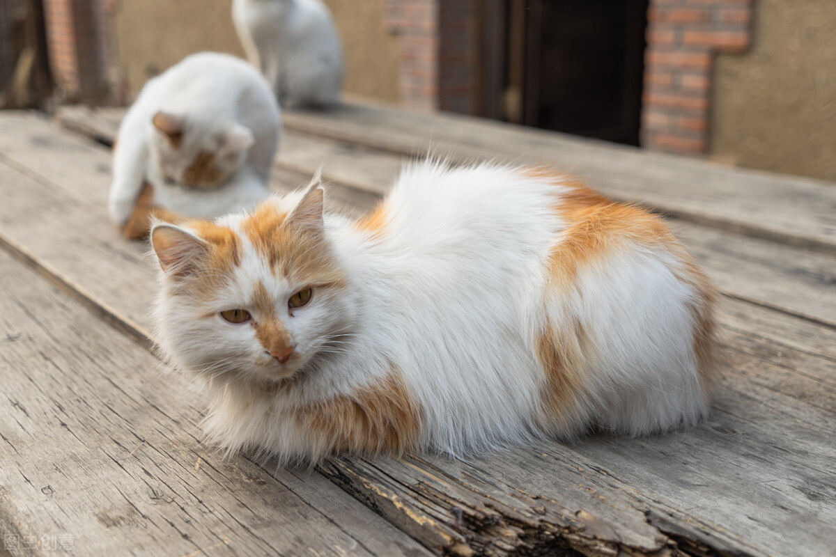 我还不如母亲养的一只猫 我还不如母亲养的一只猫