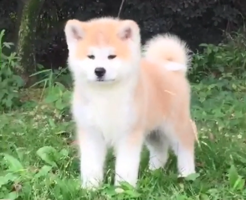 米兰庄园日系秋田犬狗什么品种