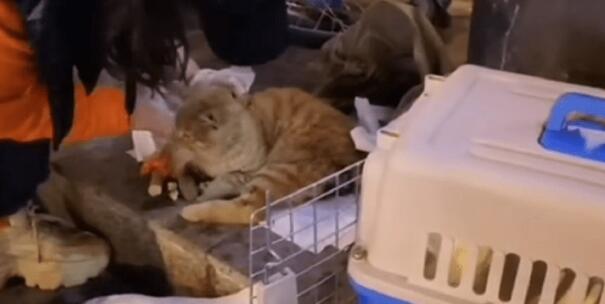 流浪橘猫在众人的关心下成功获救 流浪橘猫在众人的关心下成功获救