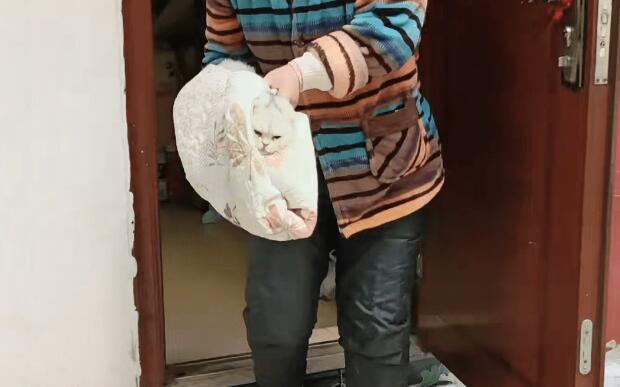 漂亮折耳猫却被扔在垃圾桶里，不谙世事的它，获救后自己都能玩半天