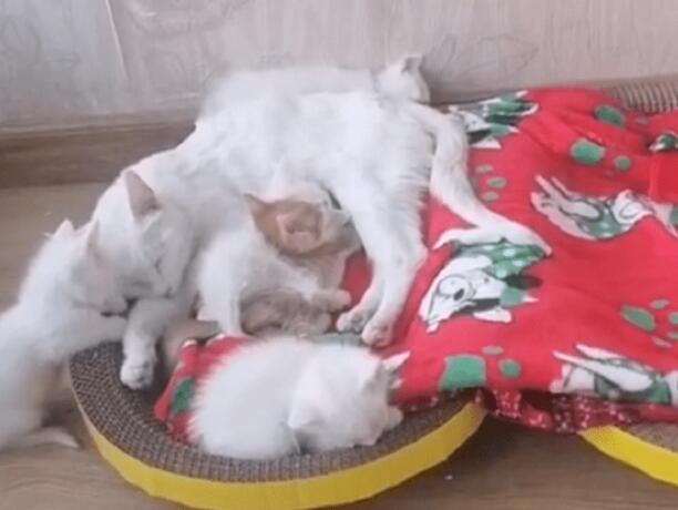 一窝6只可爱猫咪被抛弃,还好有好人收留 一窝6只可爱猫咪被抛弃,还好有好人收留