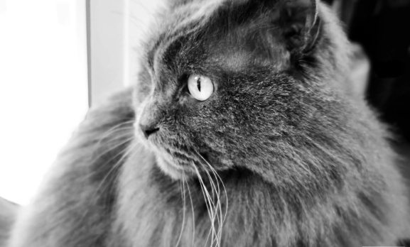 俄罗斯的猫被“制裁”了？