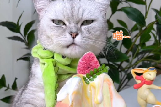 料理猫王是真猫还是假猫