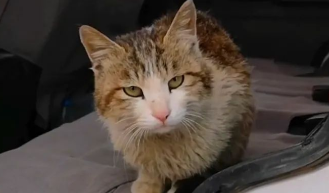 罗布泊发现一只流浪猫,它是怎么活下来的?
