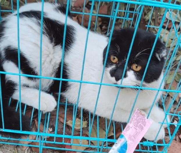 折耳猫不停呼唤主人，可它却始终等不到主人