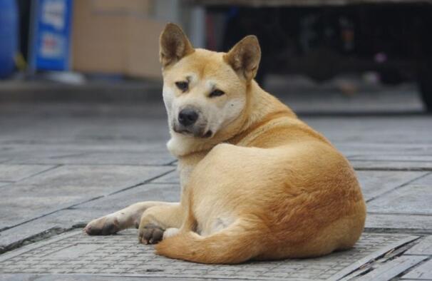 最“长寿”的7种狗,寿命可长达20年,甚至更长 最“长寿”的7种狗,寿命可长达20年,甚至更长