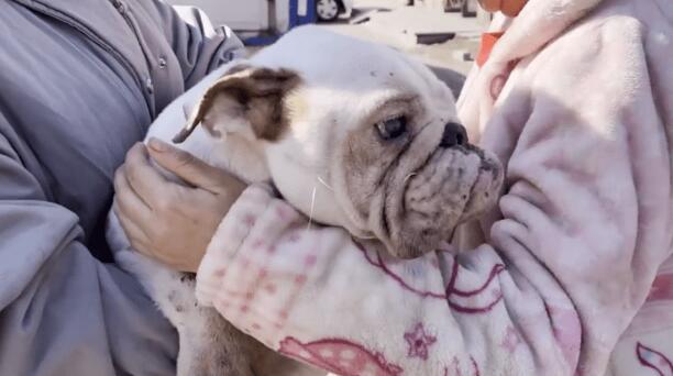 疑因眼睛有问题,瘦斗牛犬成为流浪狗 疑因眼睛有问题,瘦斗牛犬成为流浪狗