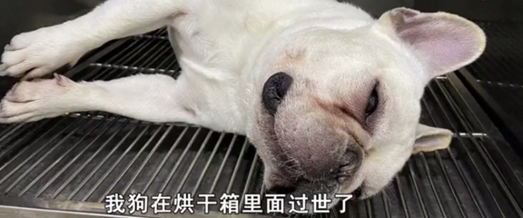 爱犬死在宠物医院!当事人:为何死在烘干机内? 爱犬死在宠物医院!当事人:为何死在烘干机内?