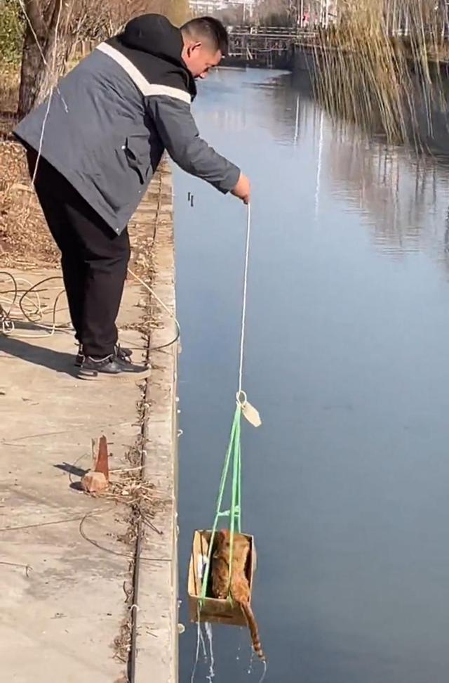 猫咪被困河内,男子用纸箱将其救出,网友夸赞:太聪明了 猫咪被困河内,男子用纸箱将其救出,网友夸赞:太聪明了