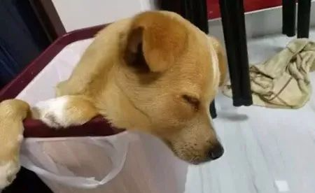 主人回家晚见狗睡在垃圾桶里，当狗狗抬头的一瞬间，主人眼睛湿了