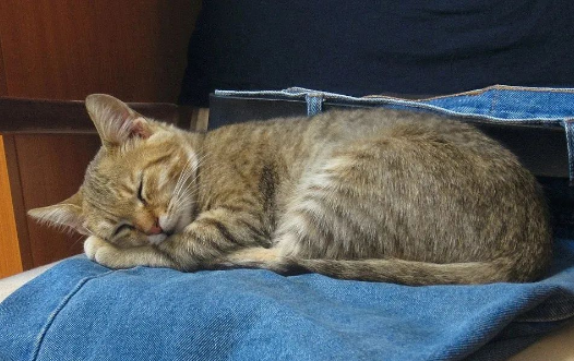 猫咪睡觉的冷知识你们都知道嘛