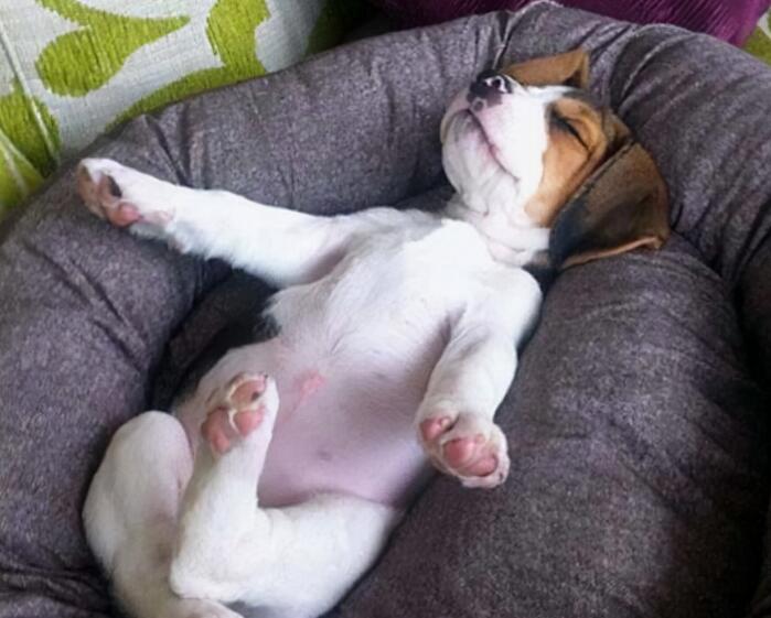 狗狗的“睡姿”，原来代表了它的性格