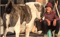 祥子中亚猛犬主人是谁