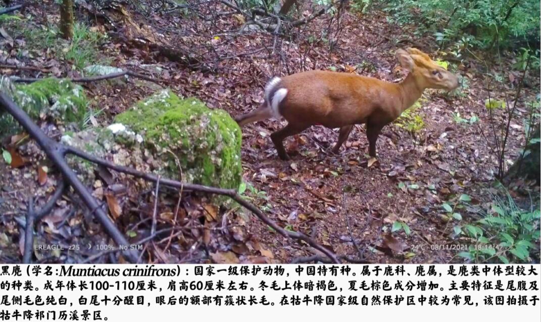 祁门县牯牛降最新监测到多种国家保护动物