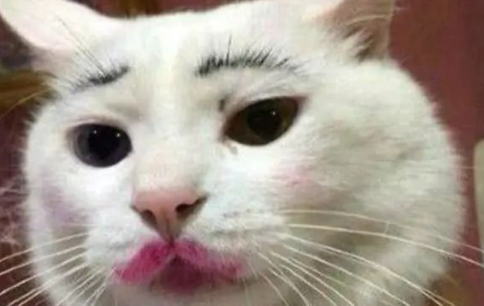 男子托女友代养猫咪,晚上发来照片,一看笑坏了! 男子托女友代养猫咪,晚上发来照片,一看笑坏了!