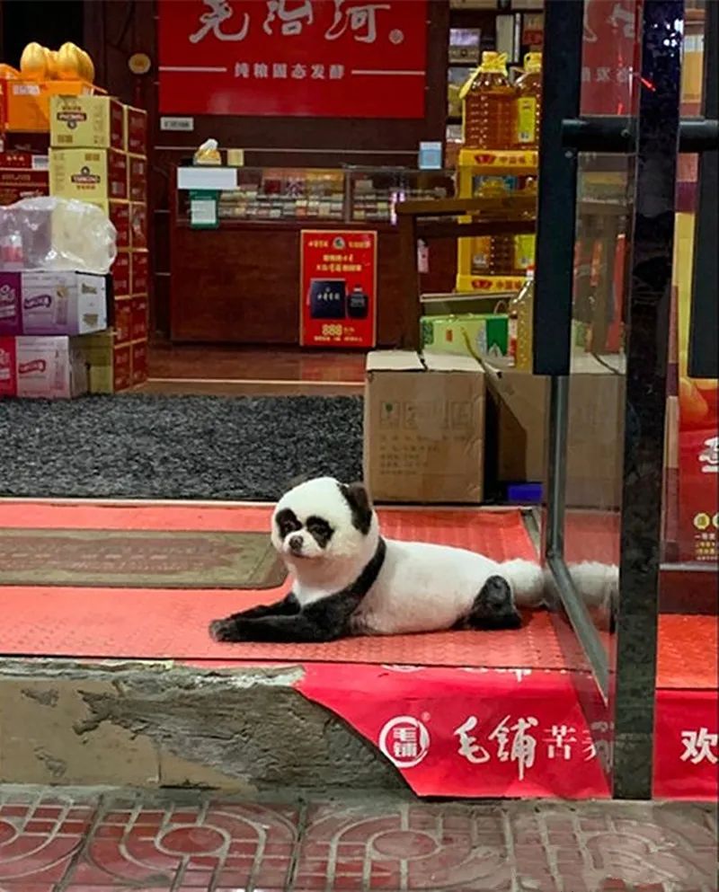 远远看见一只大熊猫趴在地上，凑近一看语塞了