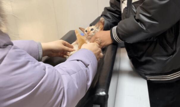 怀孕流浪猫无故被人虐待,即使这样猫咪依然亲人 怀孕流浪猫无故被人虐待,即使这样猫咪依然亲人