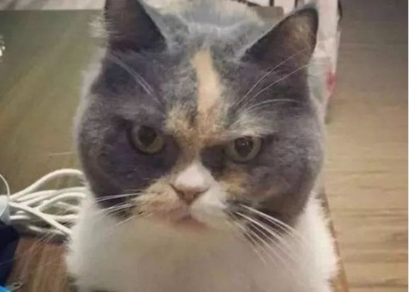 猫主子被独自留在家里7天,再见到铲屎官时 猫主子被独自留在家里7天,再见到铲屎官时
