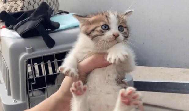 工人要封盖,躲下水道的猫咪一家成阻碍 工人要封盖,躲下水道的猫咪一家成阻碍