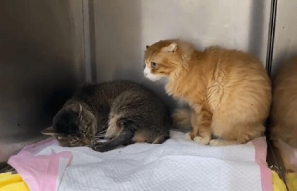 漂亮橘猫因被主人抛弃而变得胆小自闭 漂亮橘猫因被主人抛弃而变得胆小自闭