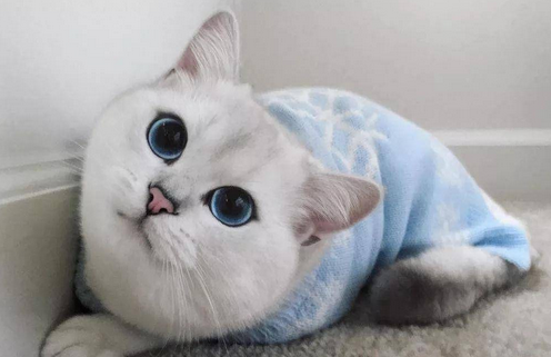 这5种猫堪称“人间富贵花”,寿命长还好养 这5种猫堪称“人间富贵花”,寿命长还好养