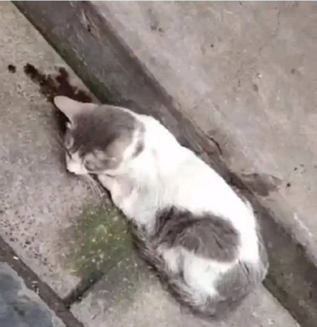 墙角里缩着一只流浪猫，凑近看后觉得很难受