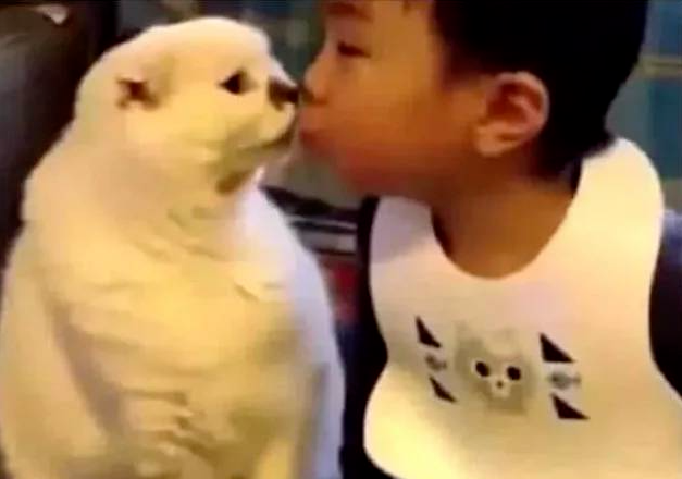 猫咪犯错被臭骂一脸生气，小主人突然亲了它一口