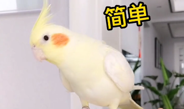 内有玄鸡鹦鹉