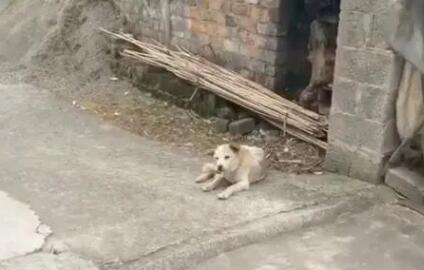 20岁老狗偷偷离家出走，主人看到监控后…瞬间泪崩