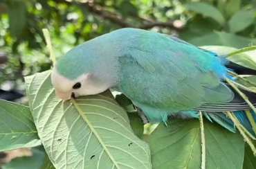 叁伍萌宠养鸟小视频