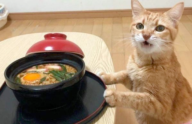 “带着田园猫去宠物店洗澡,却被拒之门外” “带着田园猫去宠物店洗澡,却被拒之门外”