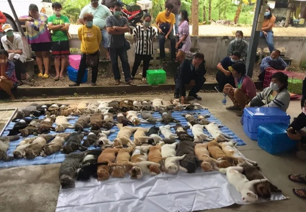 150只猫集体相见，以为是大型相亲现场