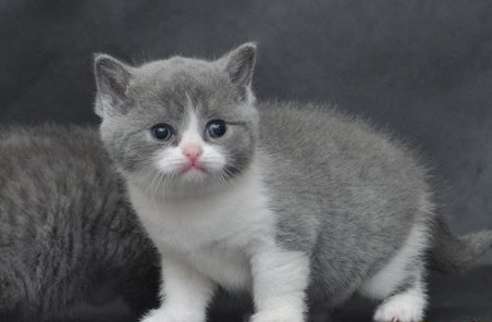 英国短毛猫的品种简介及健康猫咪的生理数据 英国短毛猫的品种简介及健康猫咪的生理数据