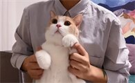 黄桃不是猫是什么品种的猫