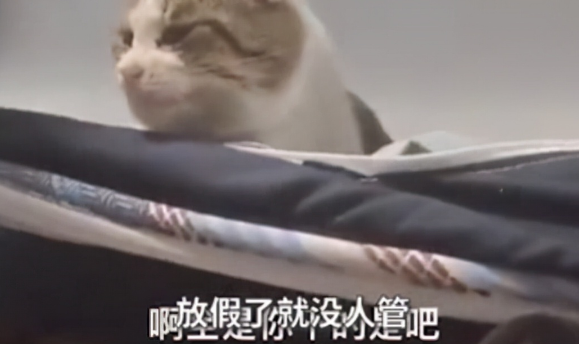 学生推开宿舍门愣在了，瞟了一眼舍友的床后：哪里来的小猫？