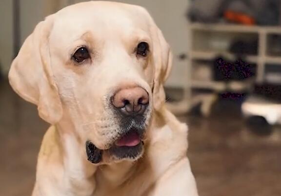 多多神犬主人是谁