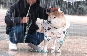 柴犬柏万是谁