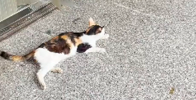小猫躺在便利店门口,左右张望看着路人:可以给我一口吃的吗? 小猫躺在便利店门口,左右张望看着路人:可以给我一口吃的吗?