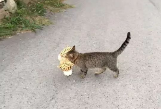 猫咪每天都在干嘛,了解后直接笑死! 猫咪每天都在干嘛,了解后直接笑死!