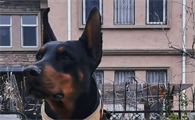 杜宾犬黑虎多大了