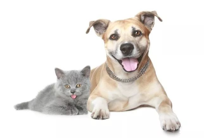 小狗误闯猫咪领地被围困，狗妈妈奋力营救！