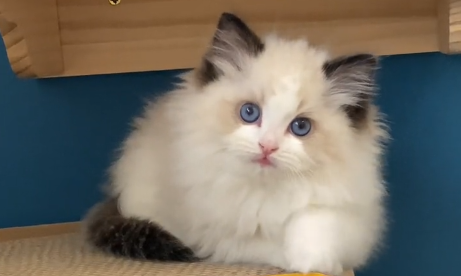 Pure布偶猫舍猫是纯种的吗.png
