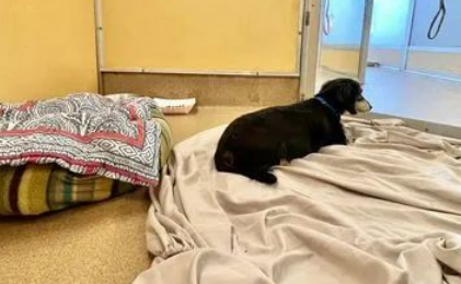 狗狗患肝癌去世前,用尽全力跟主人告别,倒下去的那一刻让人泪目… 狗狗患肝癌去世前,用尽全力跟主人告别,倒下去的那一刻让人泪目…