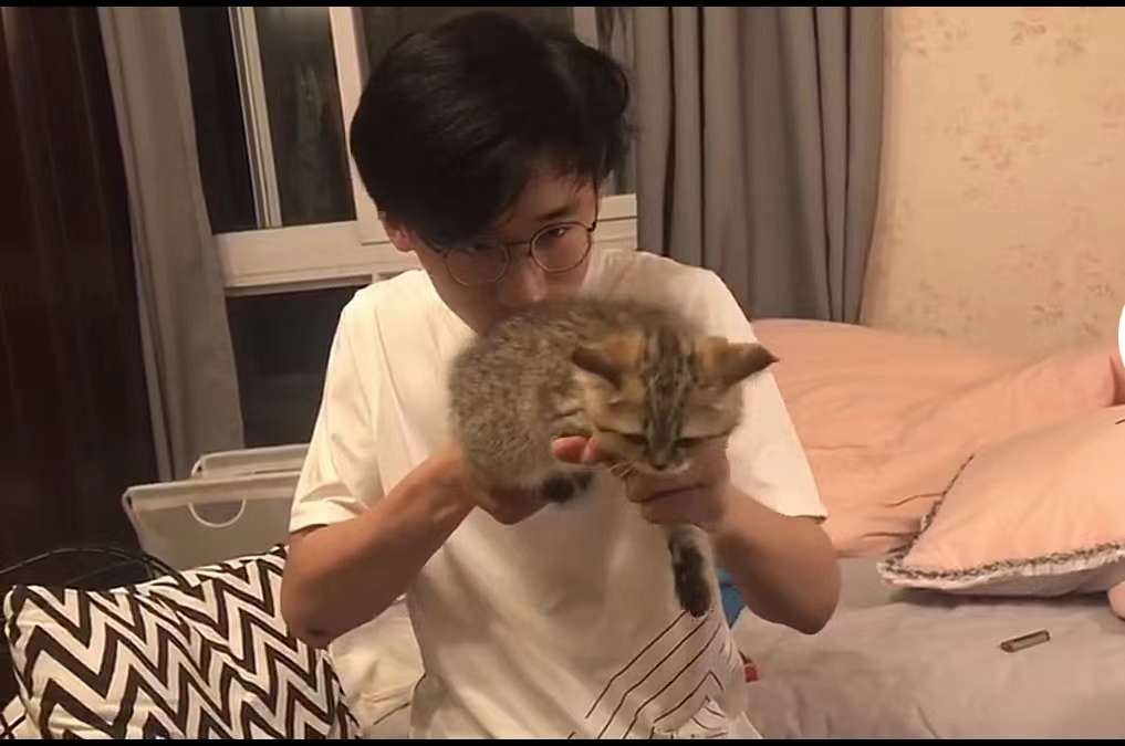 英短老司机长什么样