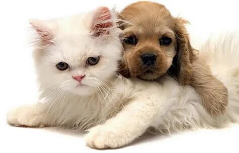 市场渗透率不足 我国宠物保险尚处初级阶段 市场渗透率不足 我国宠物保险尚处初级阶段