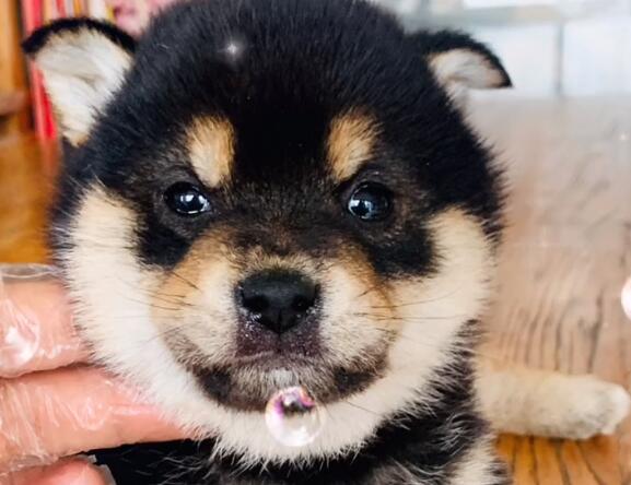 艾米秋田犬柴犬狗吃的什么