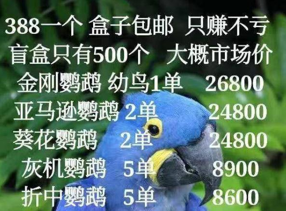 男子花388元购买“鹦鹉盲盒”获刑 律师：买鹦鹉做宠物法律风险高