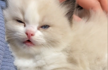 楊好看的布偶猫纯不纯