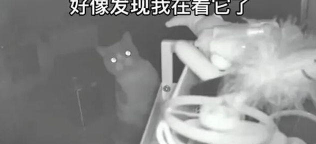 网友独自留猫咪在外地过年，除夕打开摄像头看猫时