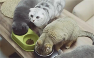 马达与发财是什么品种的猫